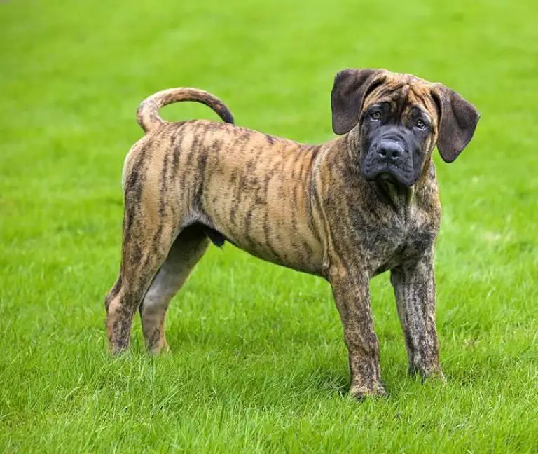 Why Are Brindle Dogs Unpopular?