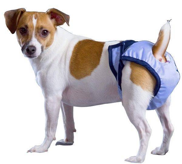 how-to-use-belly-bands-for-male-dogs-ted-dog-mil