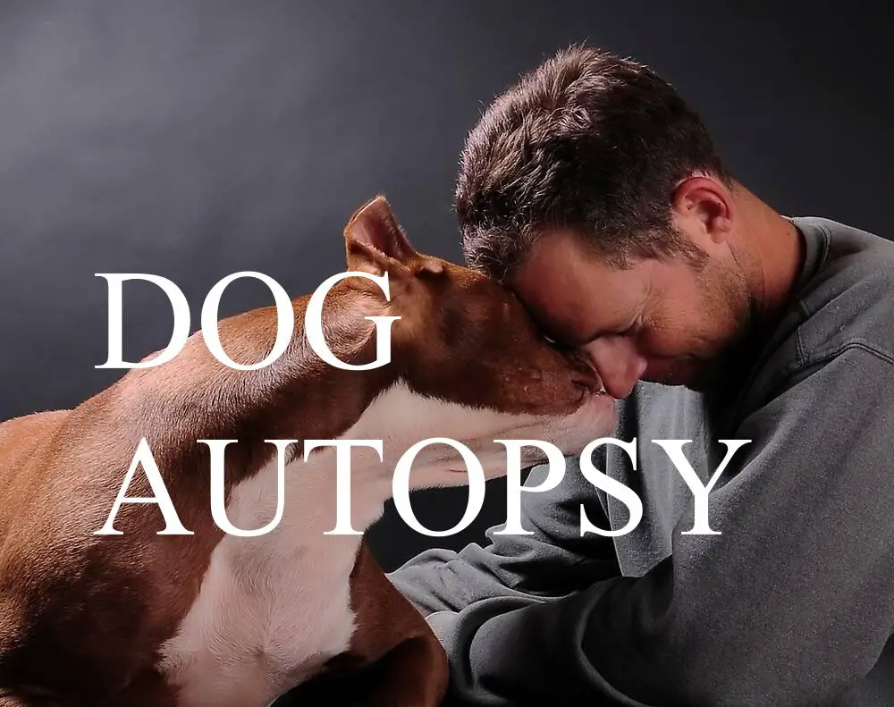 how-much-is-a-dog-autopsy-ted-dog-mil