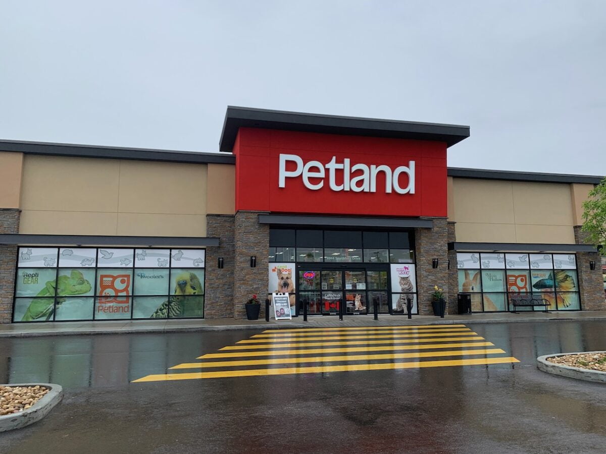 How Much Are Dogs from Petland? - Ted Dog Mil