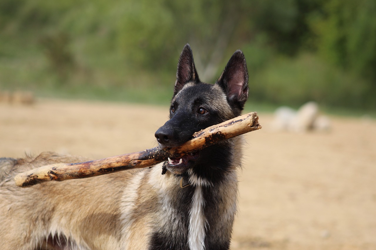 Why Do Dogs Like to Chew on Sticks