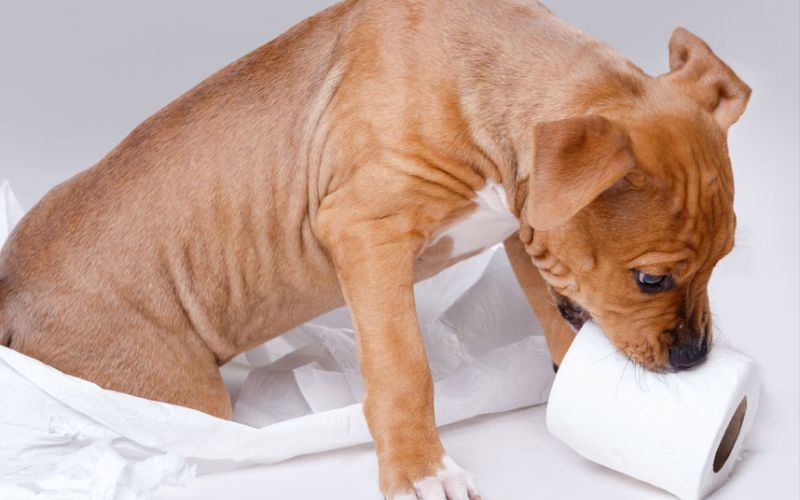 Why Dogs Eat Paper