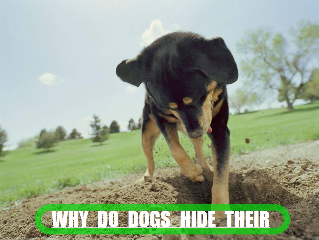 Why Do Dogs Hide Their Treats?