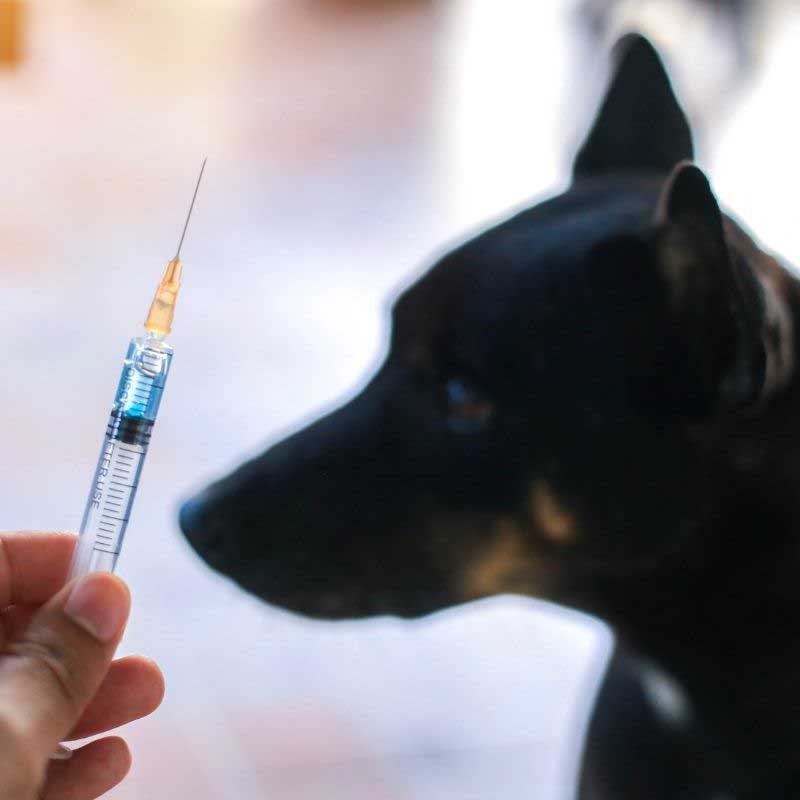 black dog and vaccine, syringe