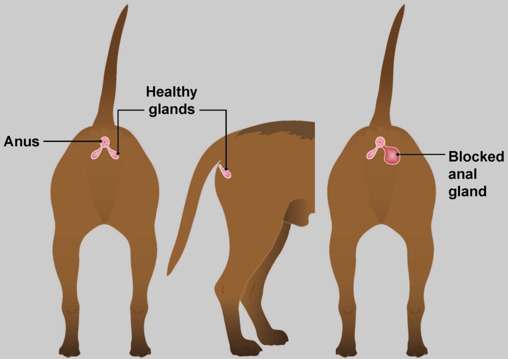 drawing of a dog in the anus area