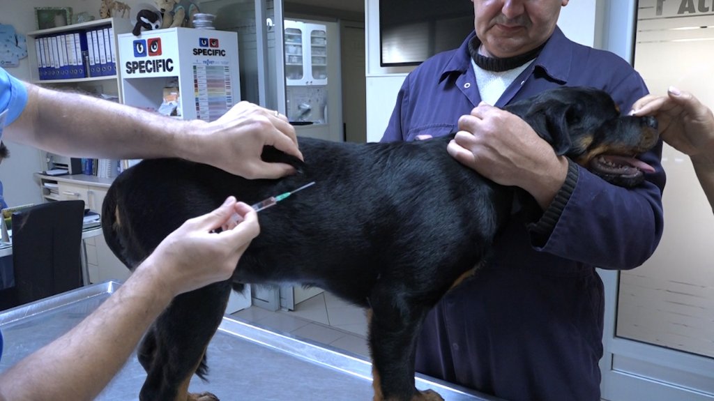 the dog receives a rabies vaccine at the vet