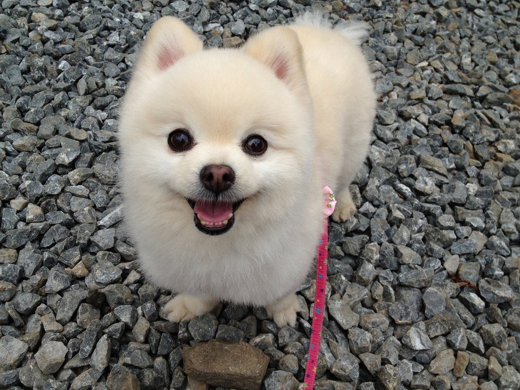 white Pomeranian on a leash