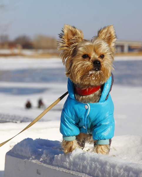 yorkshire terrier in a blue jacket