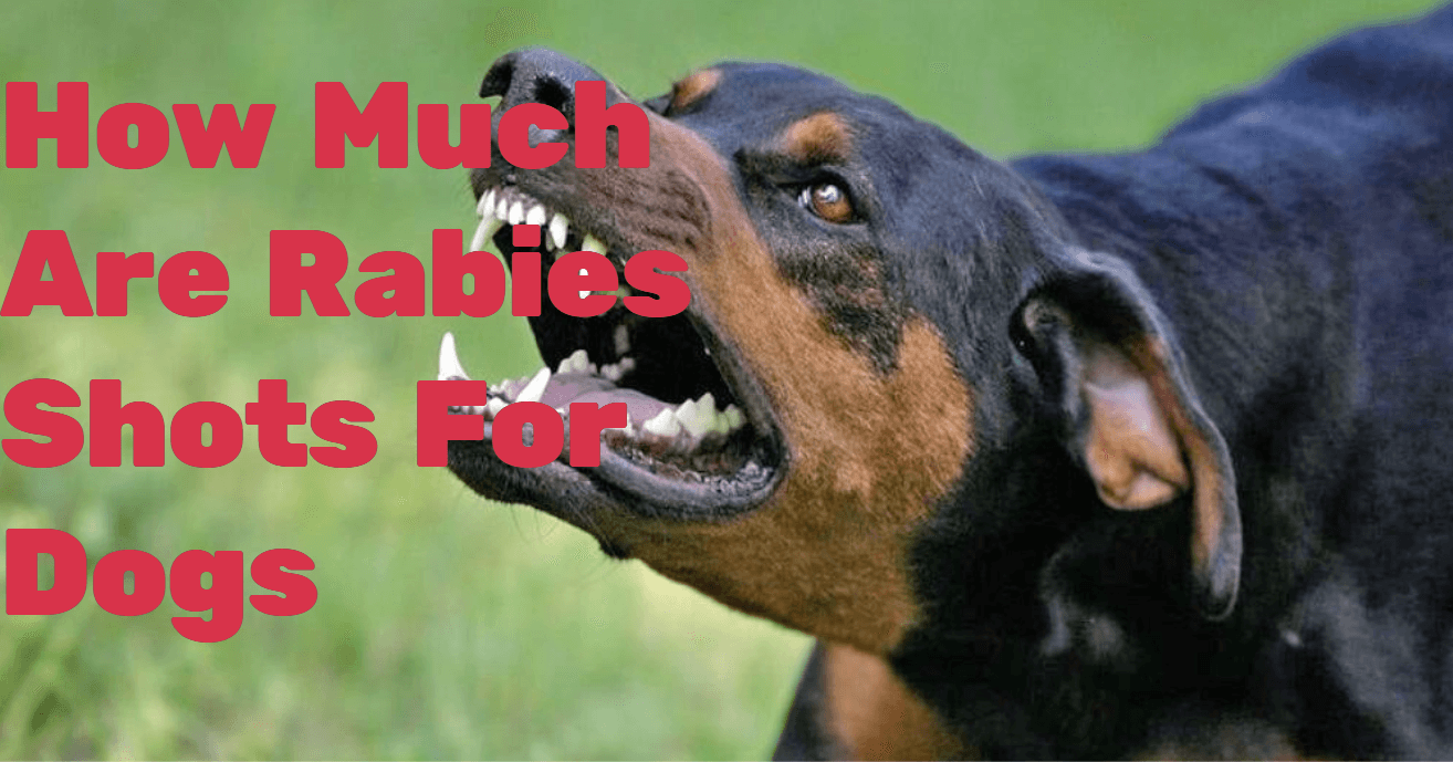 how much are rabies shots for dogs