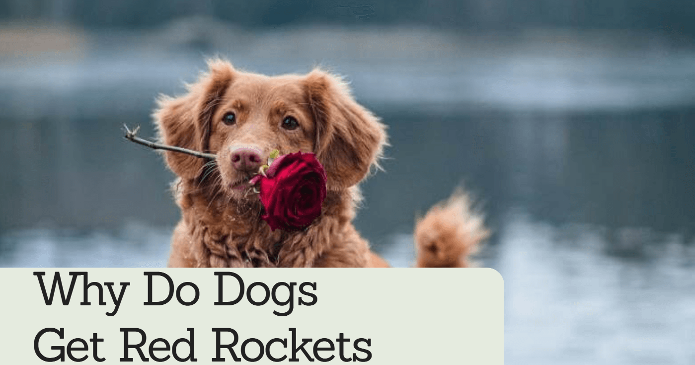 why do dogs get red rockets