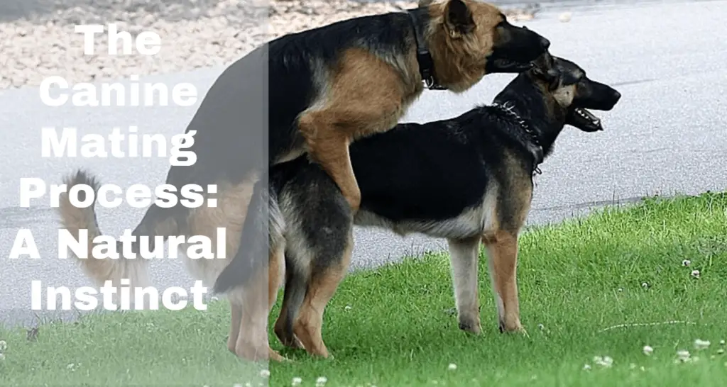 The Canine Mating Process: A Natural Instinct