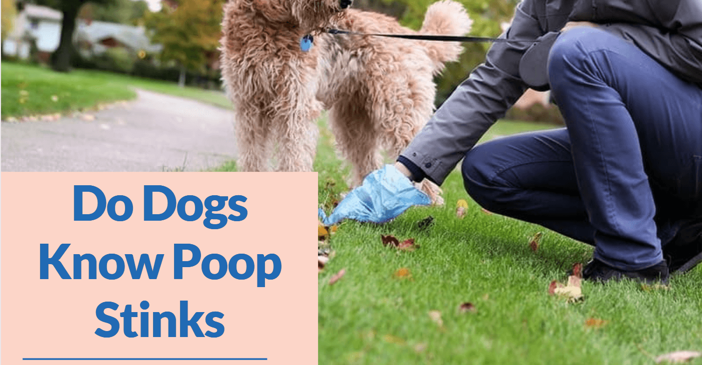 Do Dogs know Poop tinks