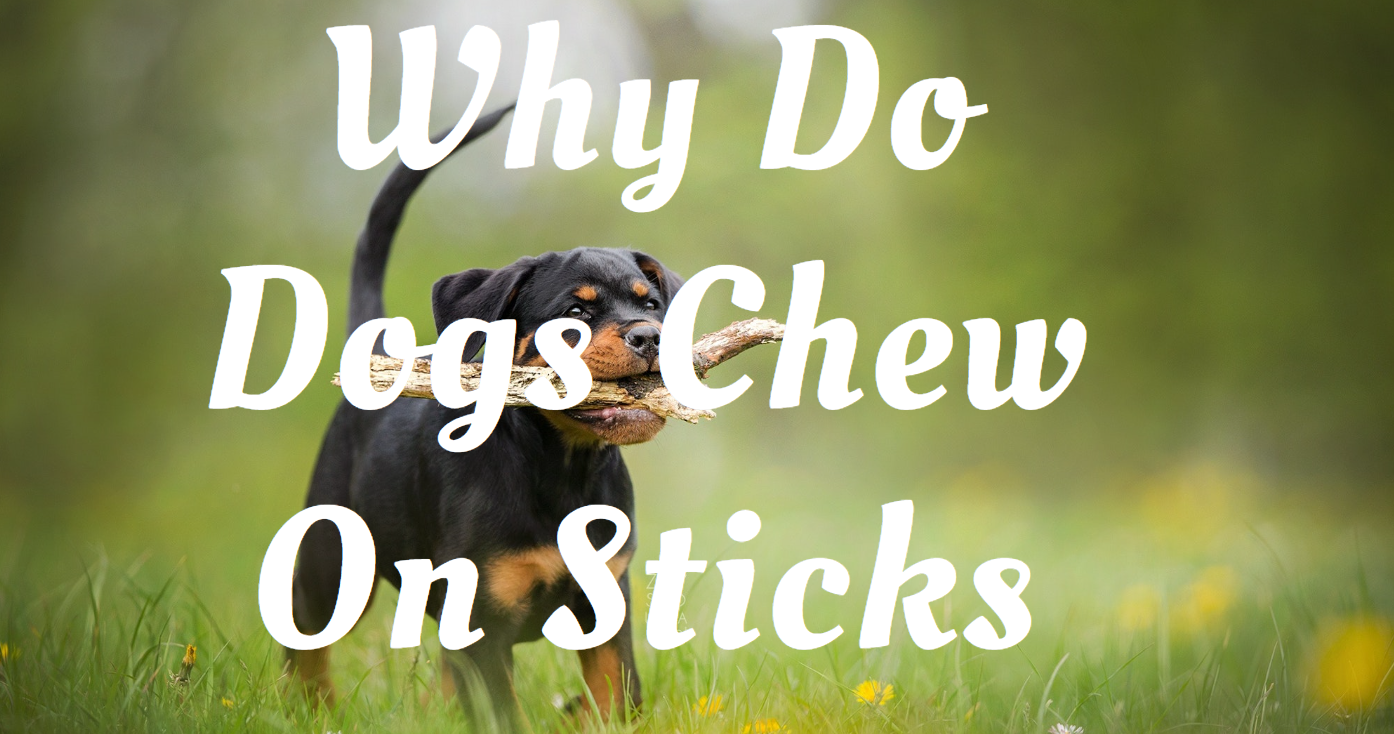 Why Do Dogs Chew On Sticks