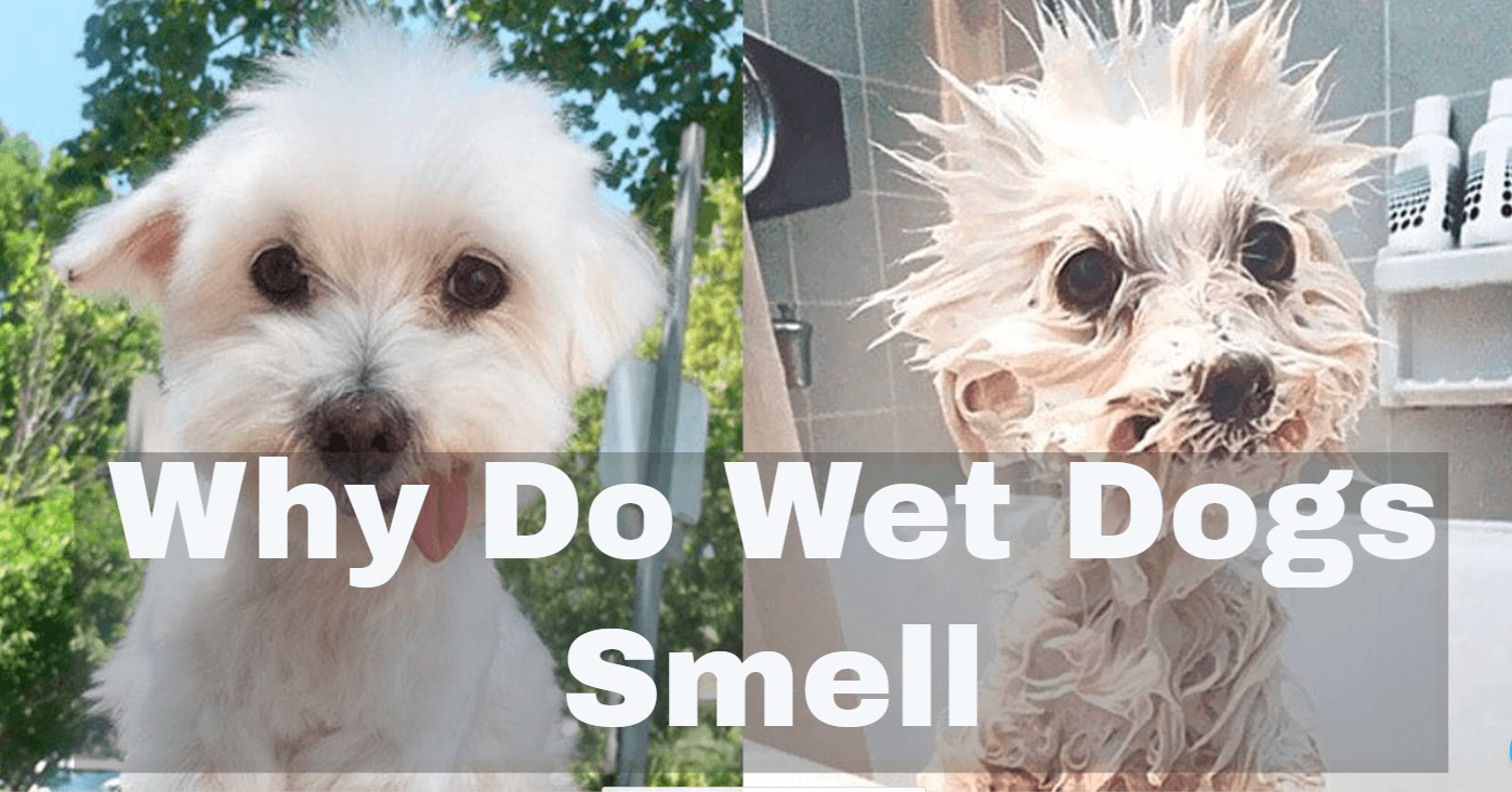 why do wet dogs smell