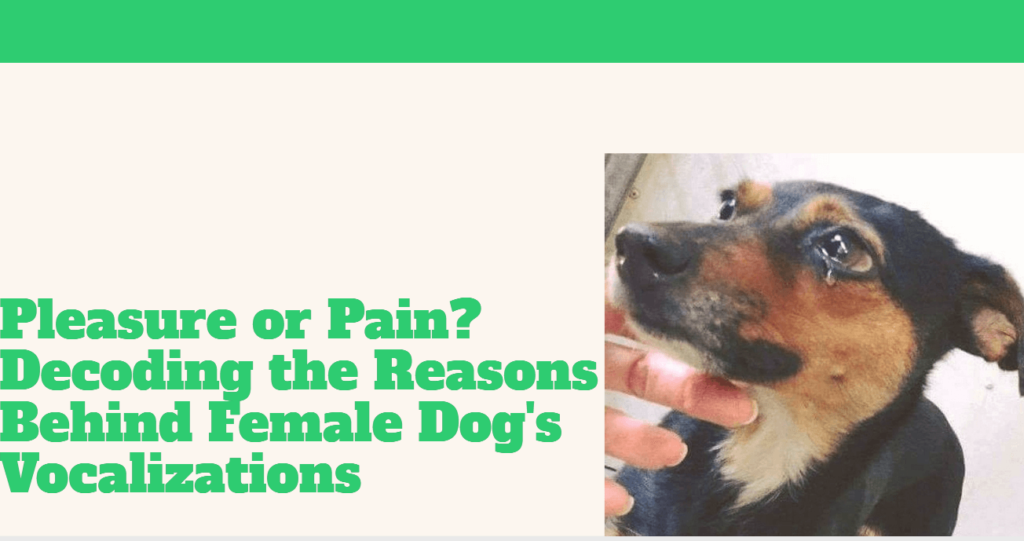 Pleasure or Pain? Decoding the Reasons Behind Female Dog's Vocalizations