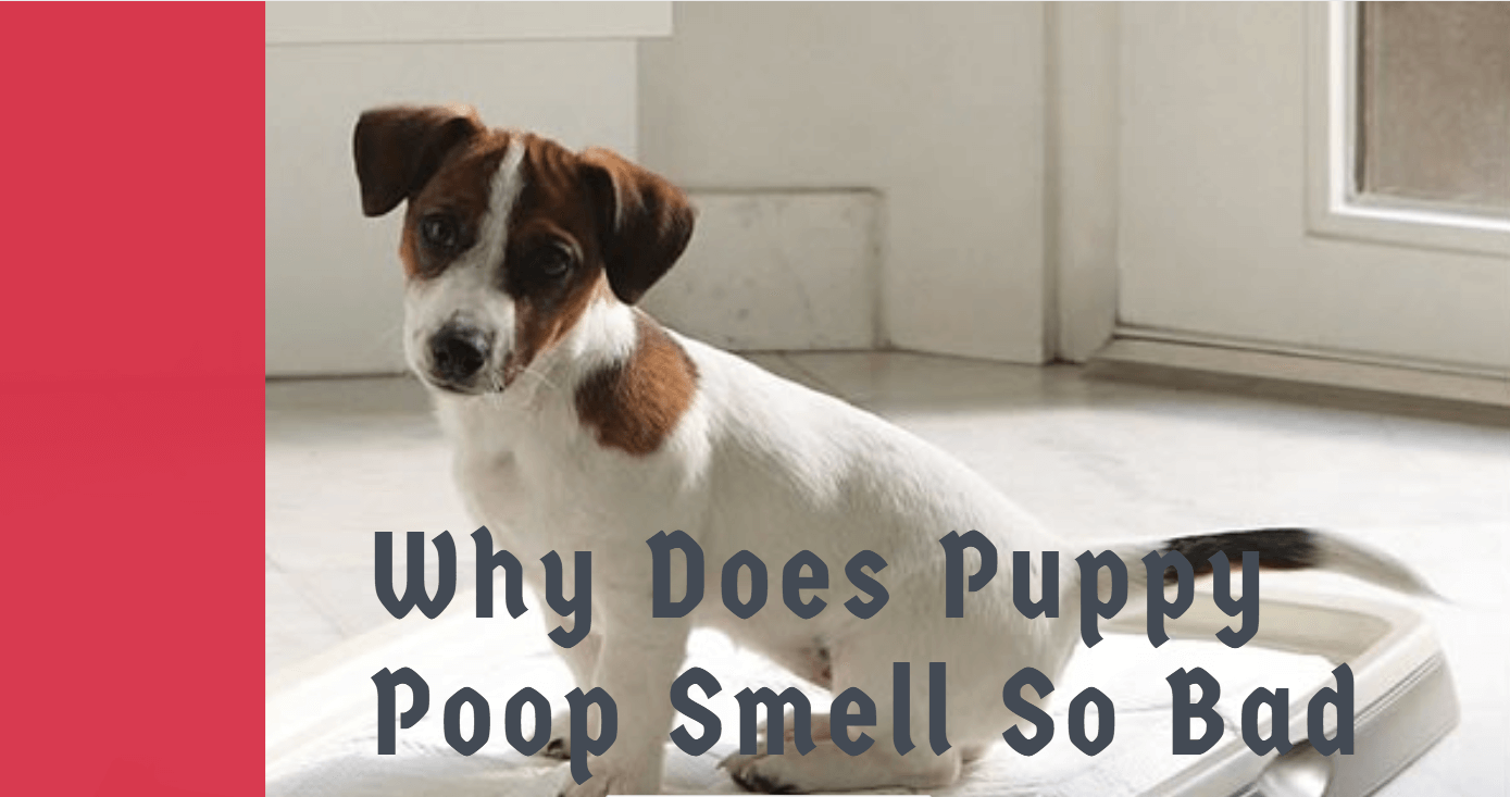 why does puppy poop smell so bad