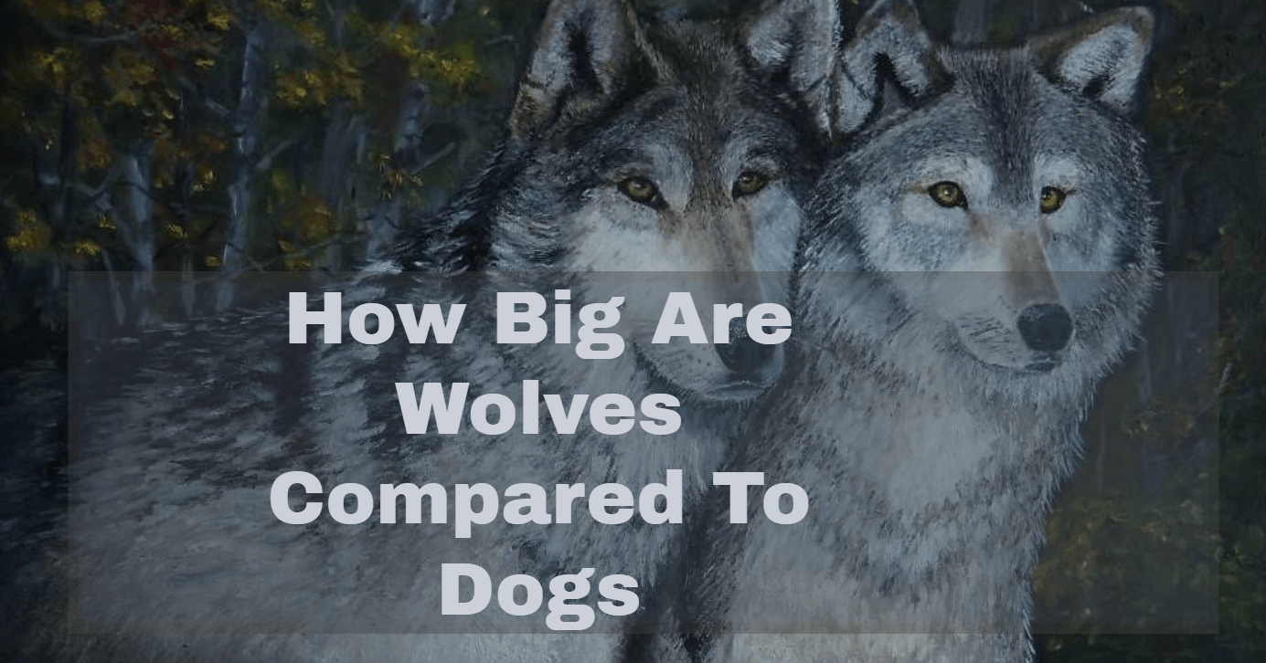 how big are wolves compared to dogs