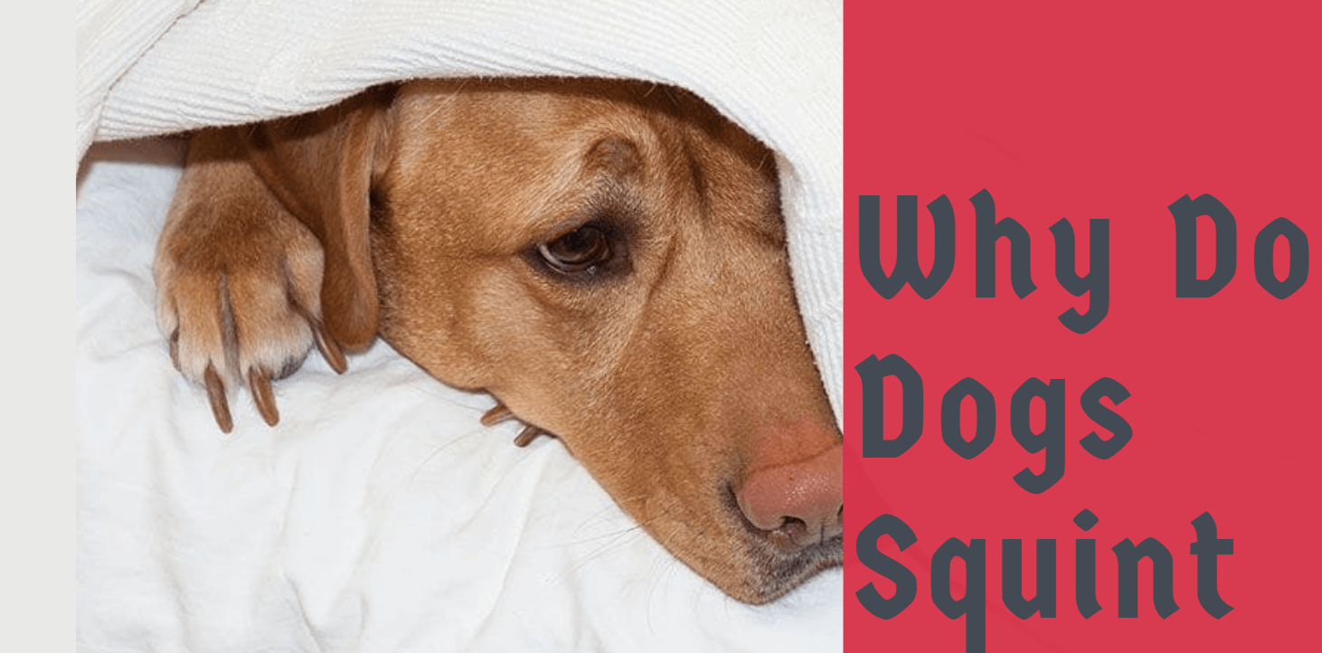 why do dogs squint