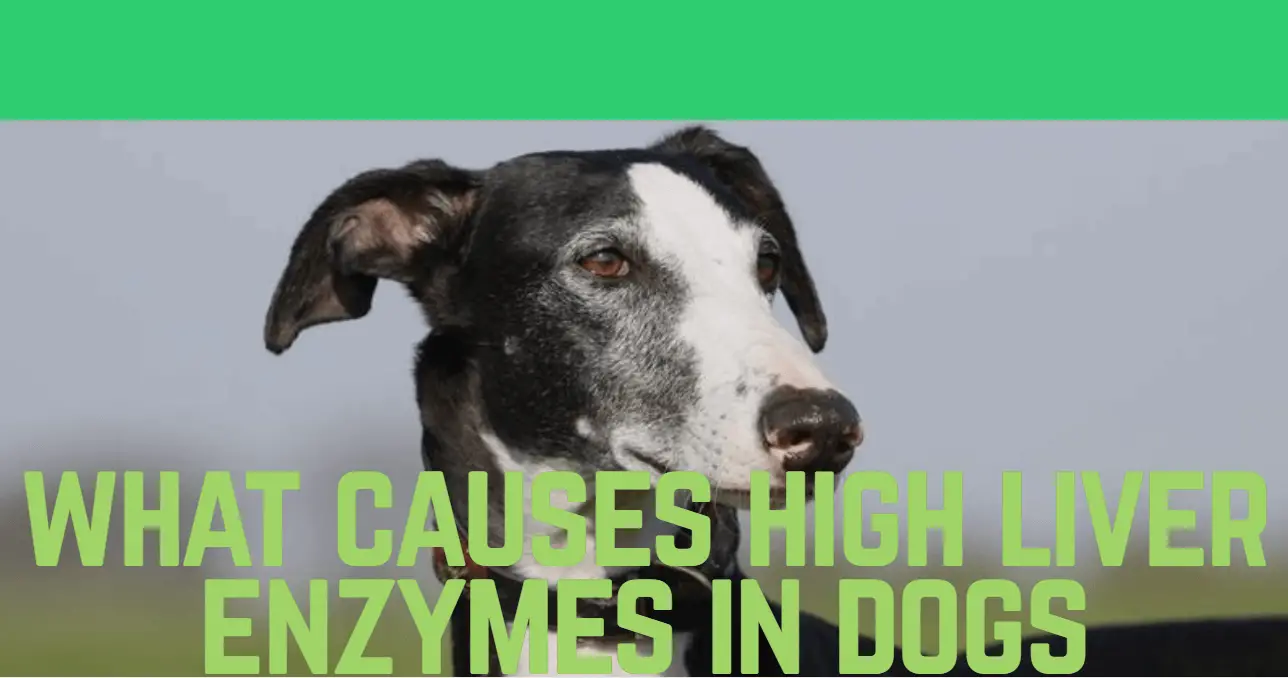 what-causes-high-liver-enzymes-in-dogs-ted-dog-mil