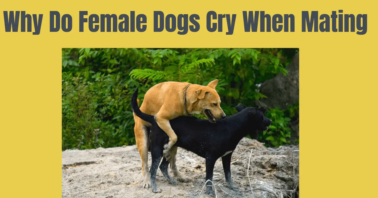 Why Do Female Dogs Cry When Mating
