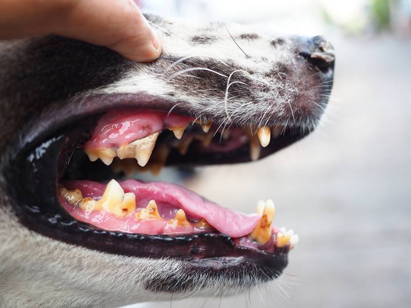 Dental caries in dogs