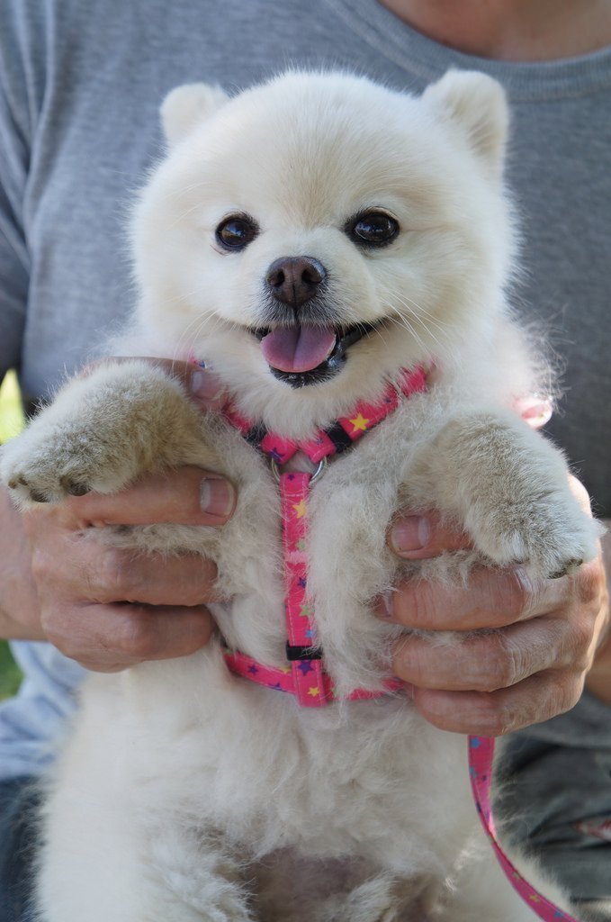 Pomeranian in the hands of the owner