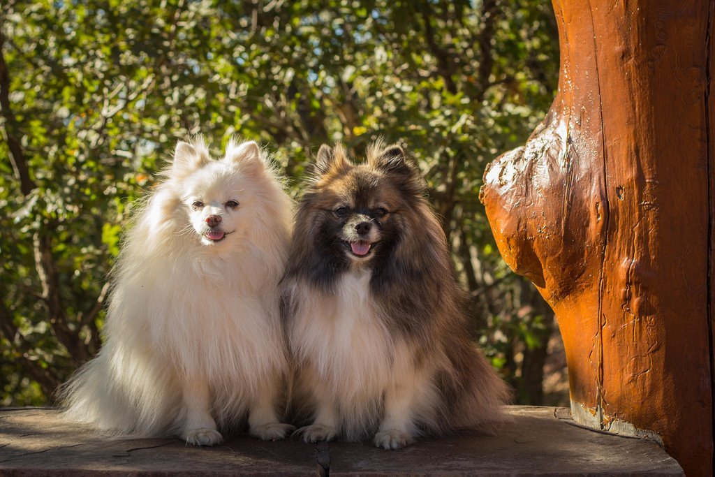 two Pomeranians are posing