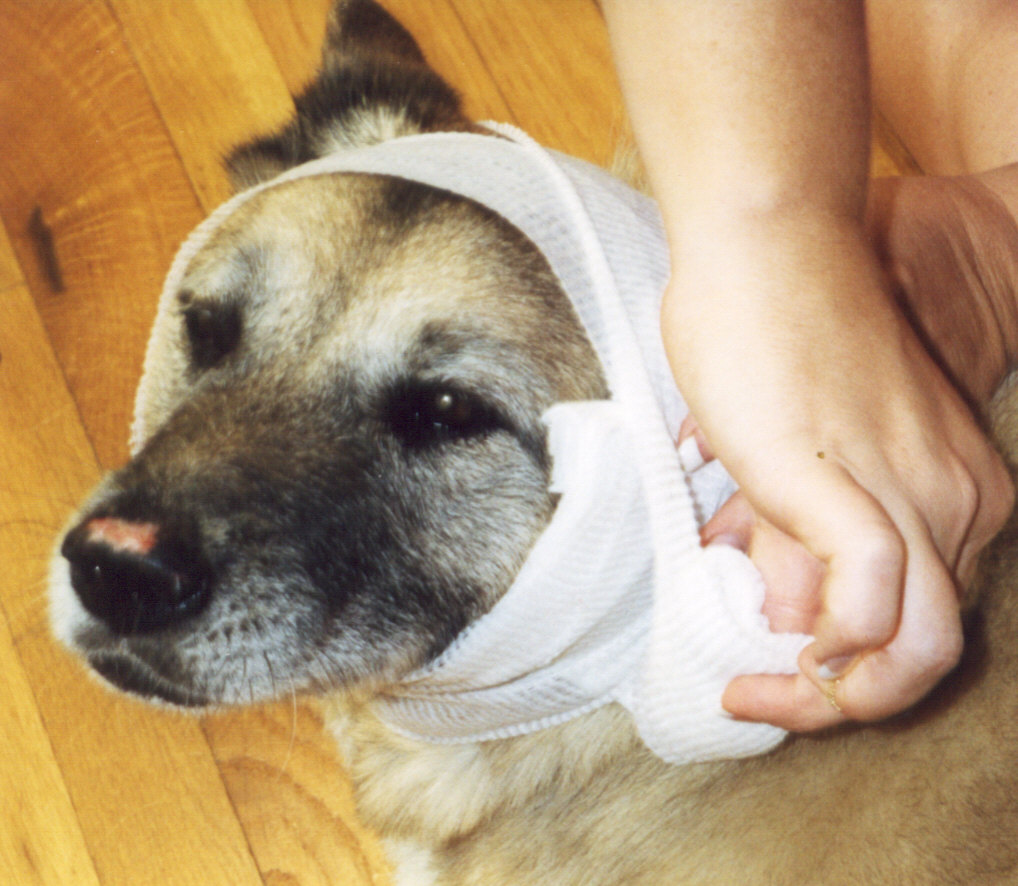 dog's neck wrapped in a bandage