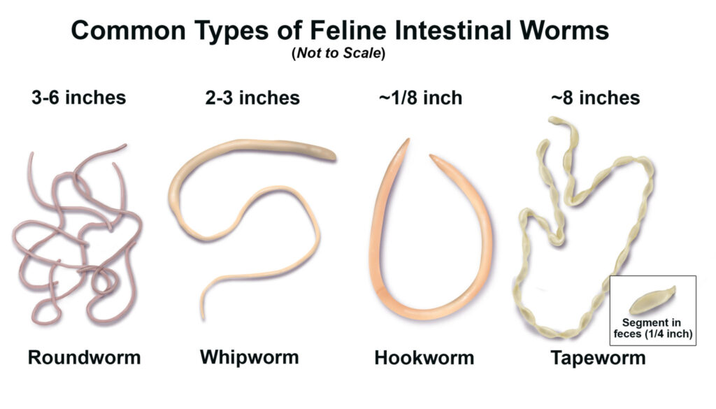 types-of-dog-worms