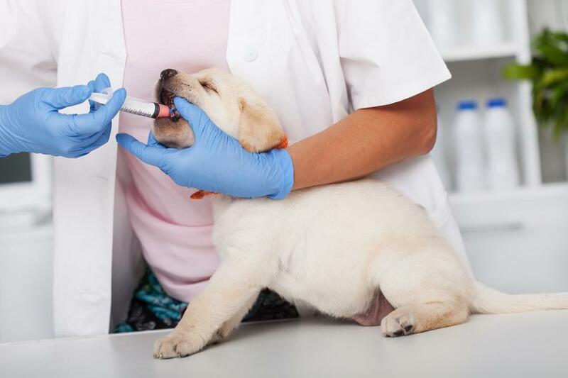 the labrador receives medicine in a syringe against worms at the vet