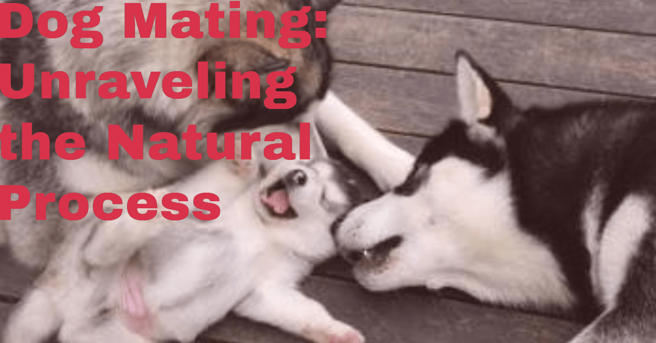 Dog Mating: Unraveling the Natural Process