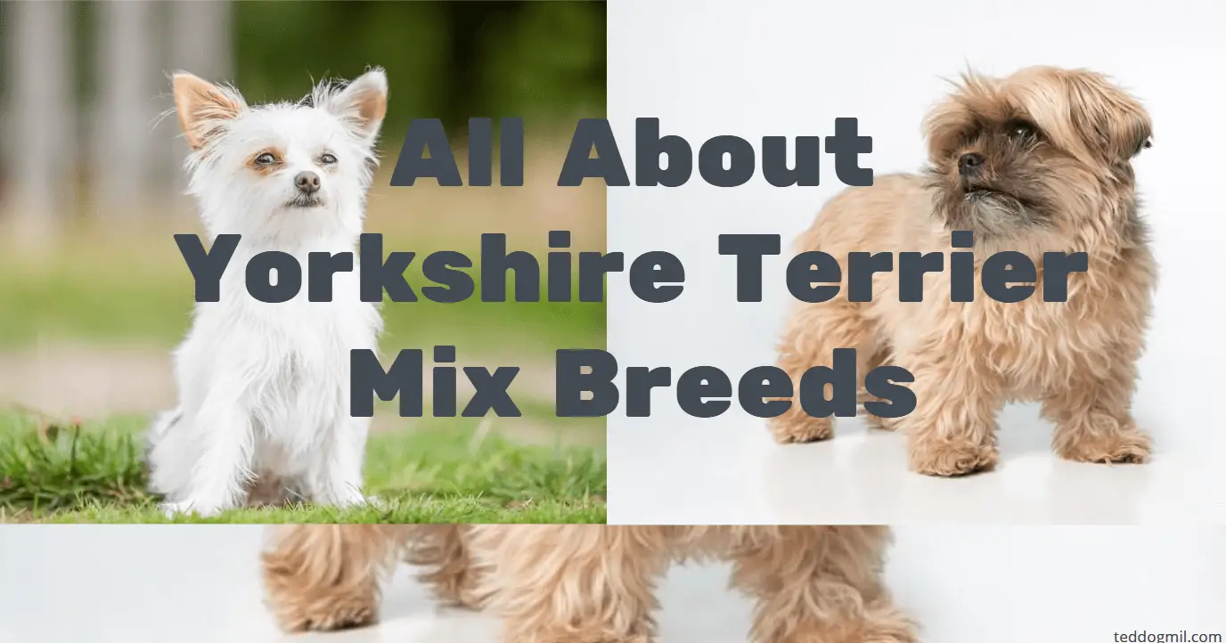 All About Yorkshire Terrier Mix Breeds