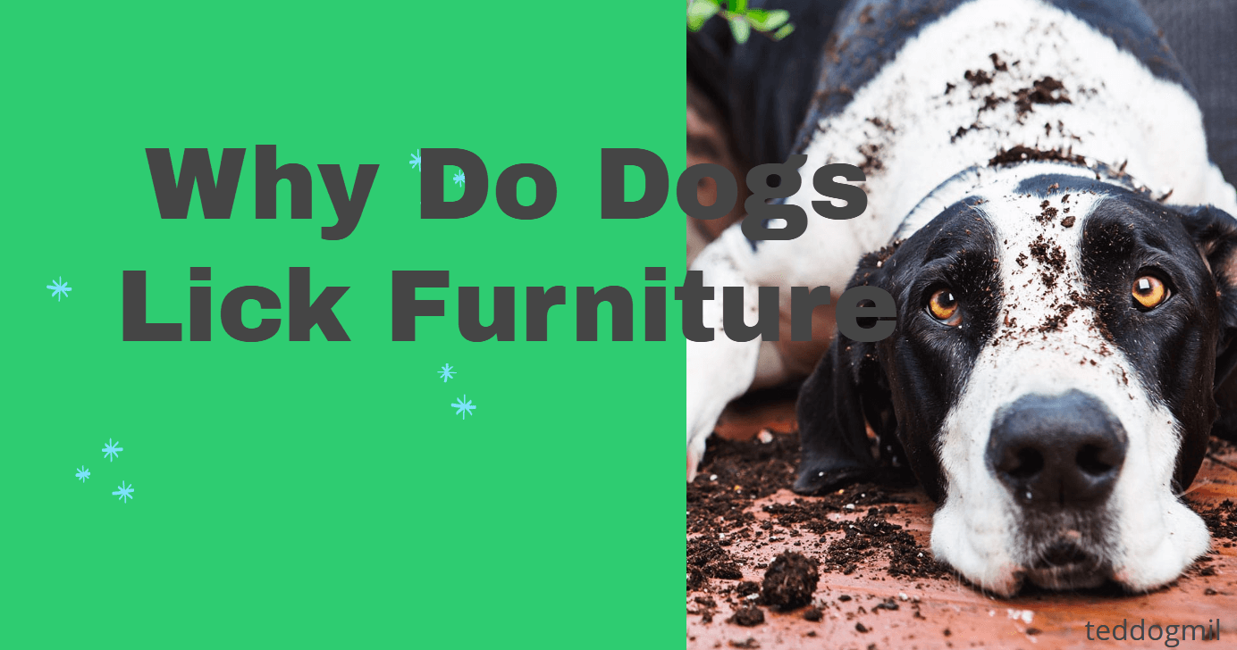 Why Do Dogs Lick Furniture