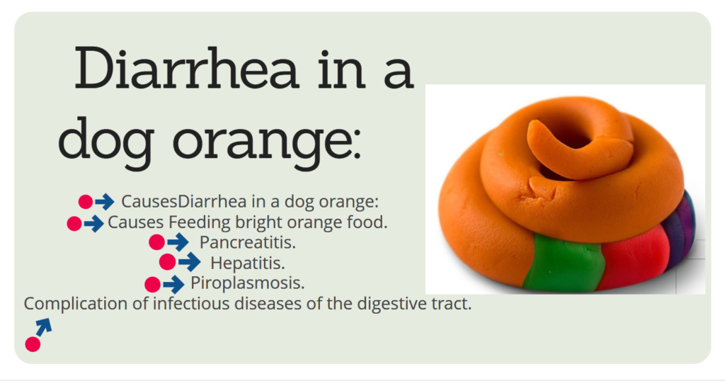 Diarrhea in a dog orange: