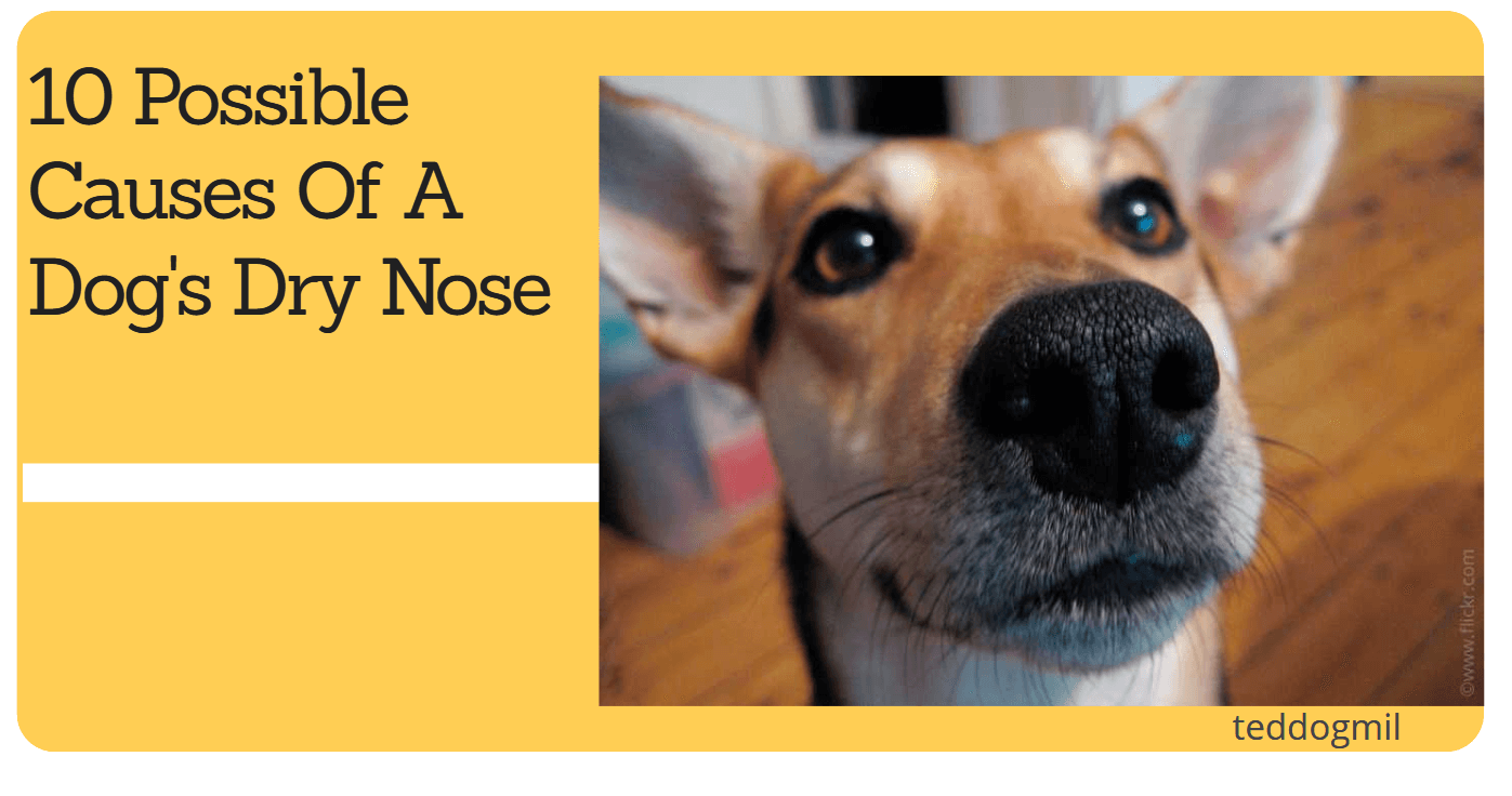 10 Possible Causes Of A Dog's Dry Nose