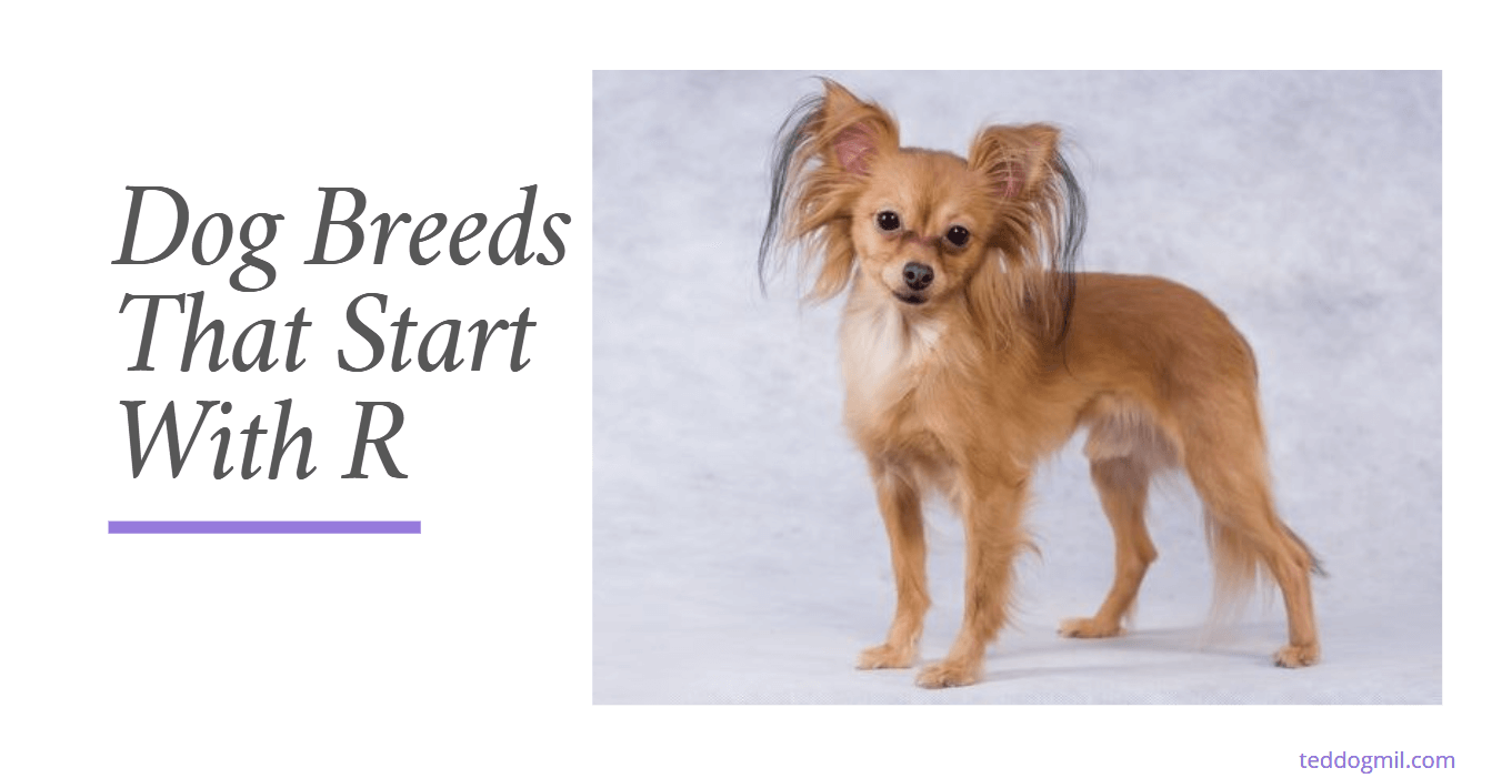 Dog Breeds That Start With R