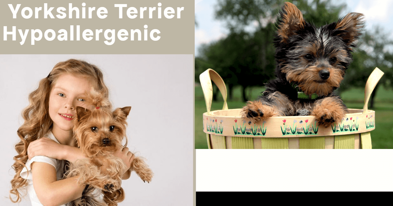 Yorkshire Terrier Hypoallergenic