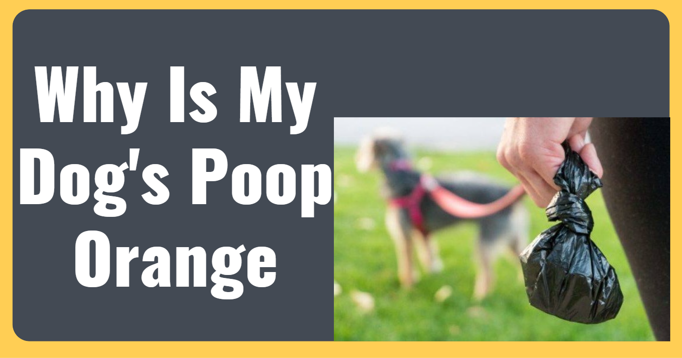 why-is-my-dogs-poop-orange-ted-dog-mil