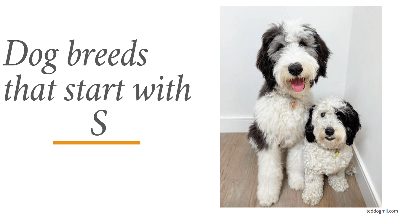 Dog breeds that start with S