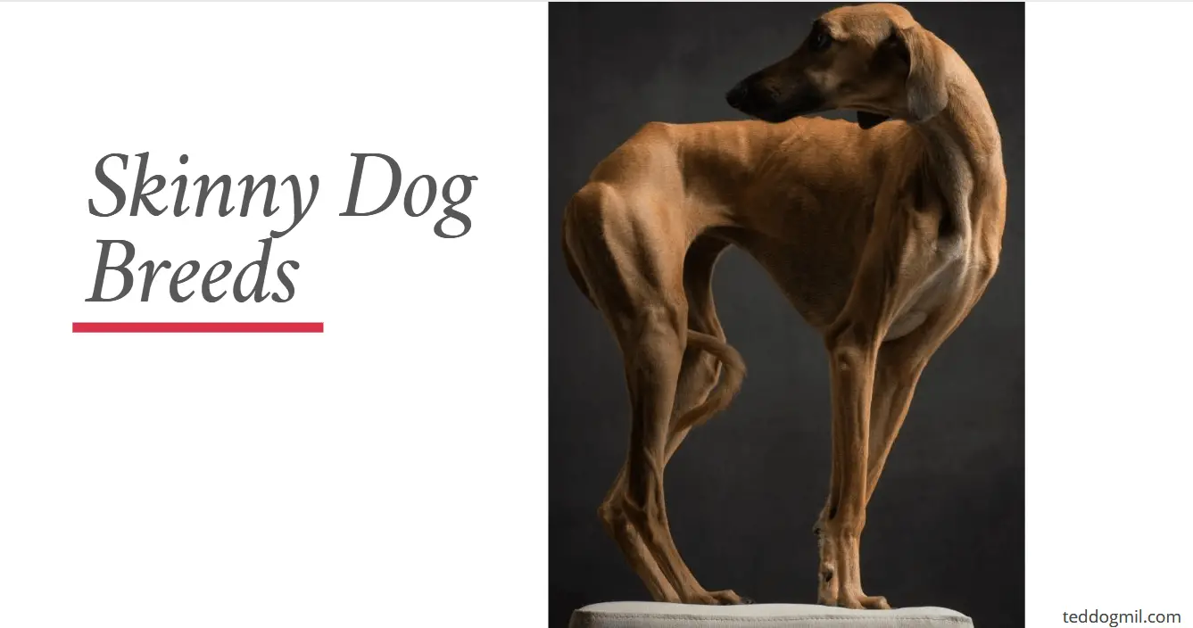 Skinny Dog Breeds