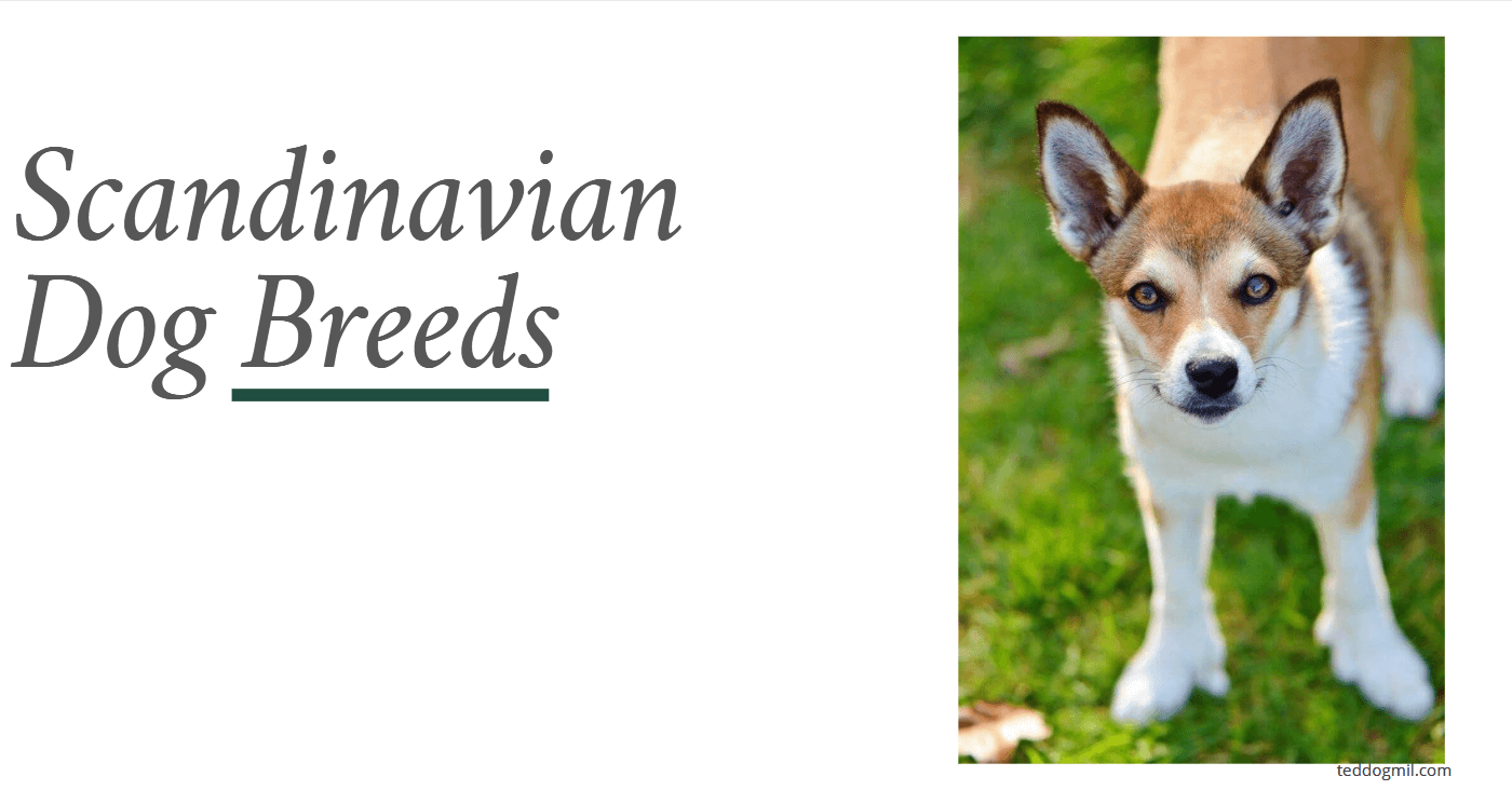 Scandinavian Dog Breeds