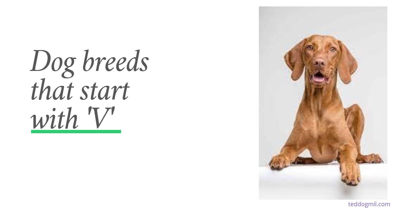 Dog breeds that start with 'V'