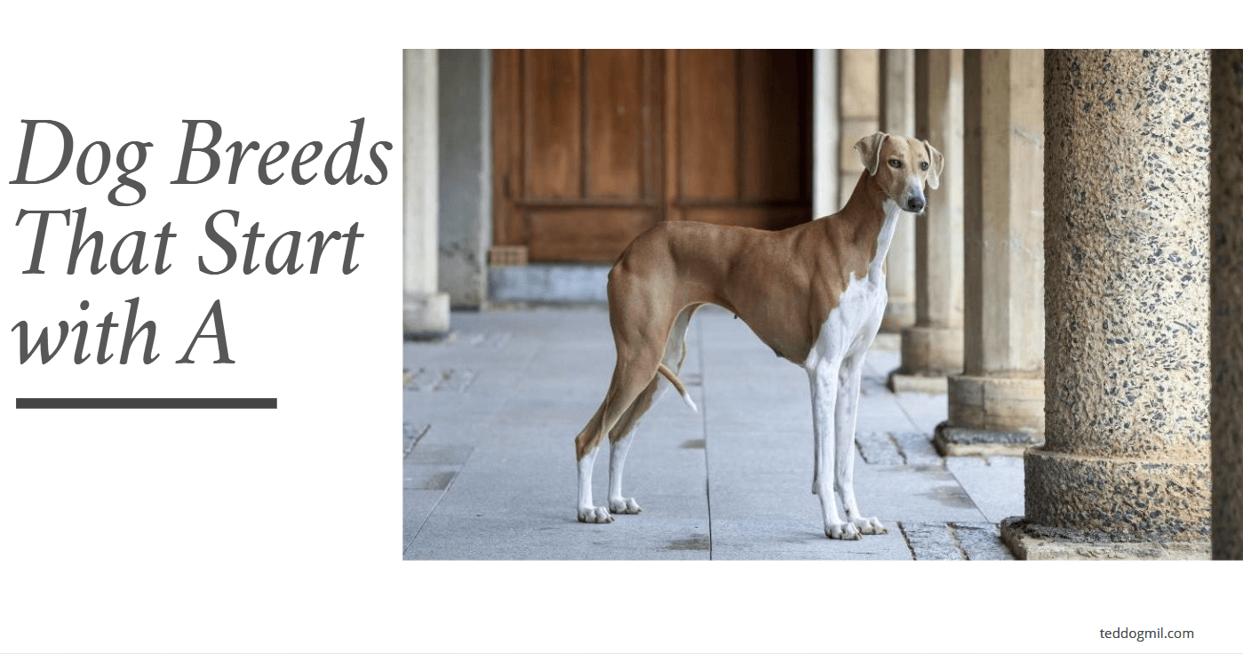 Dog Breeds That Start with A