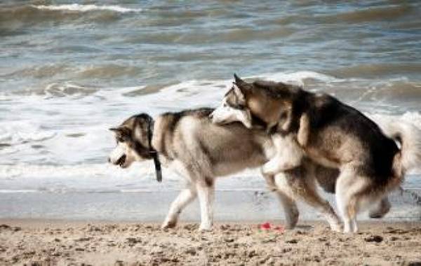 mating of dogs