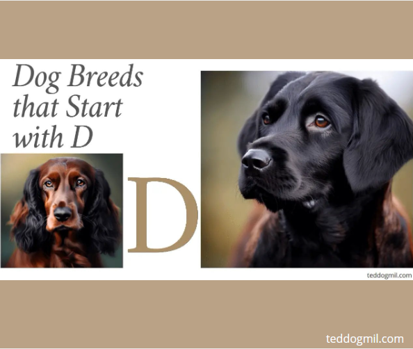 Dog breeds that start with D