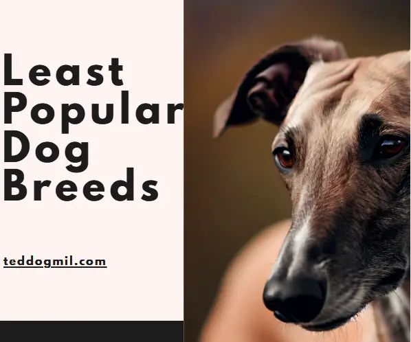 Least Popular Dog Breeds