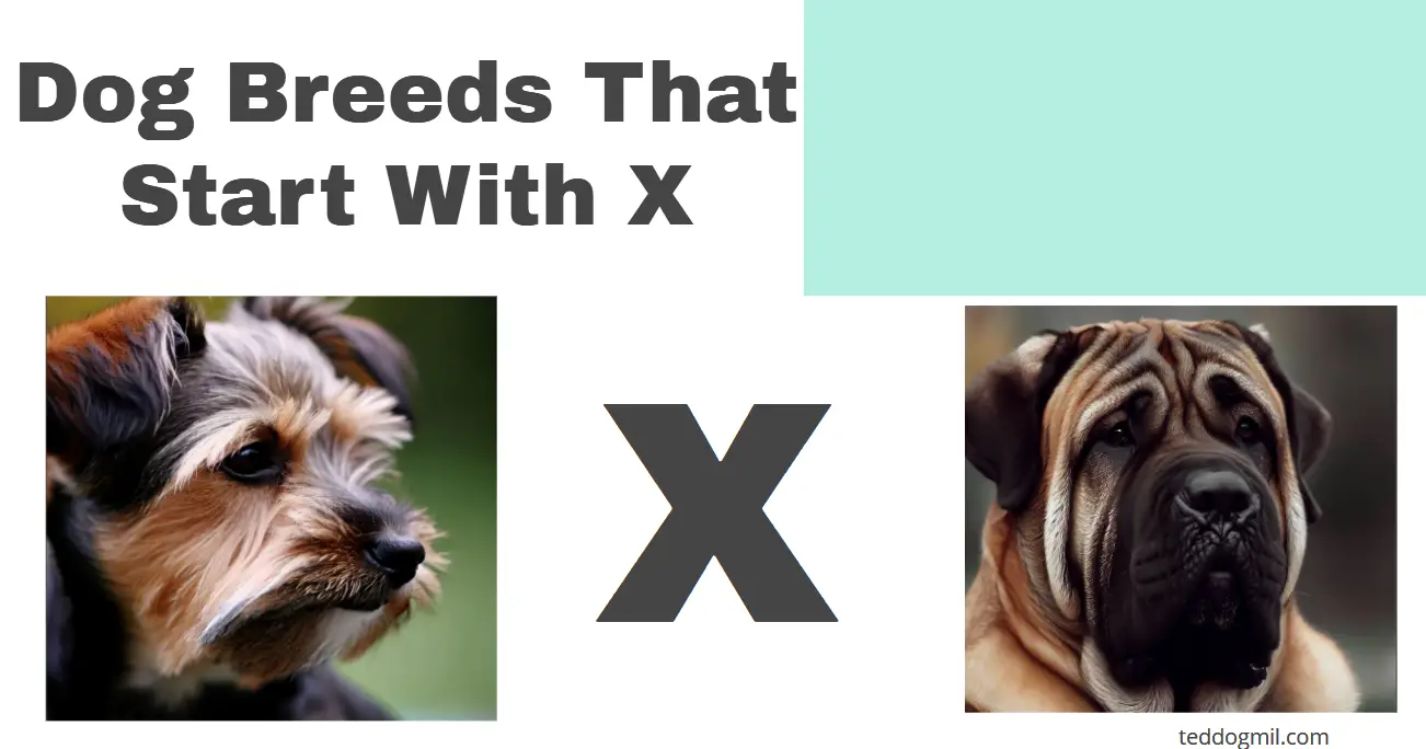 Dog Breeds That Start With X