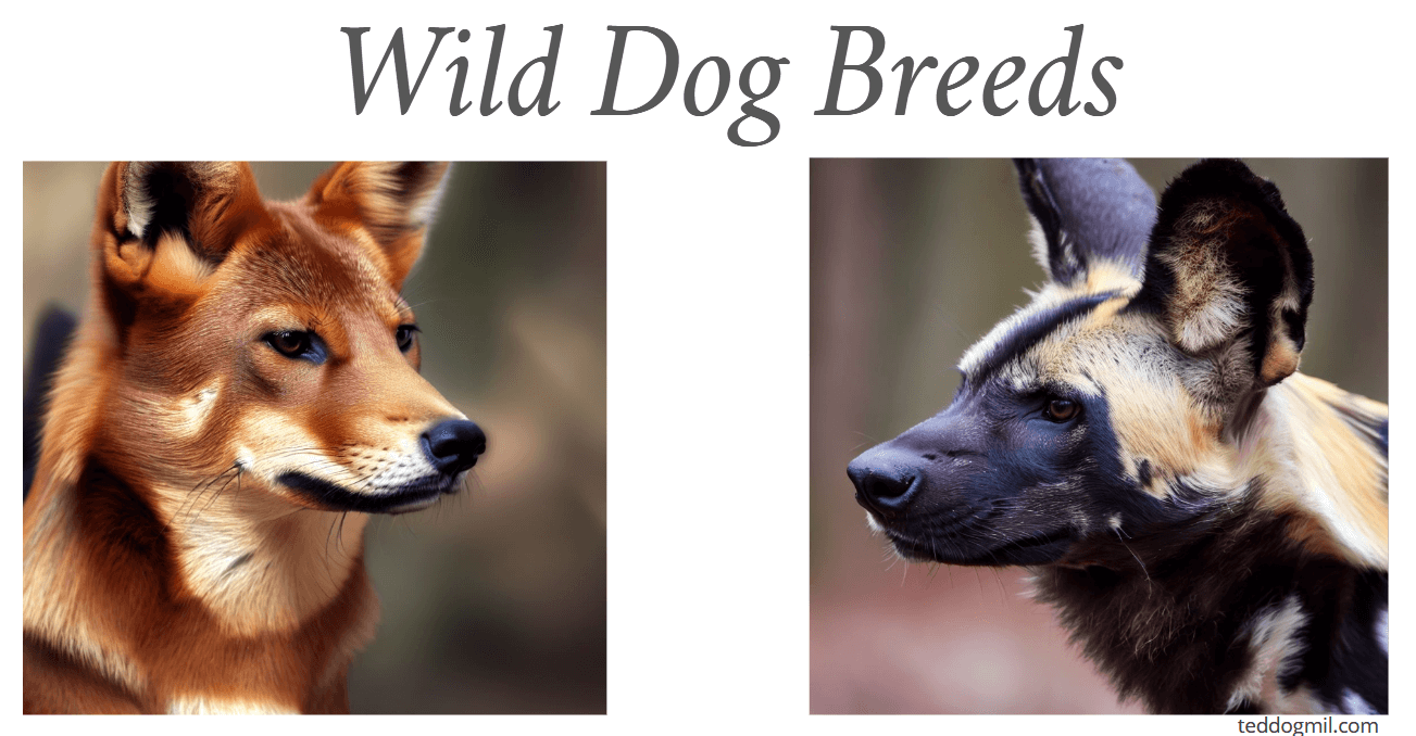 Wild Dog Breeds