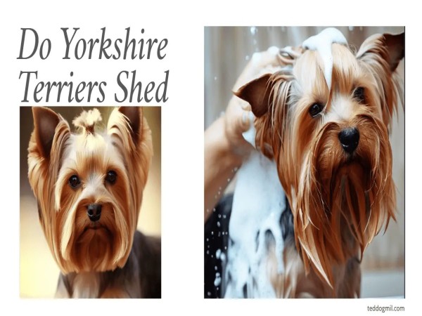Yorkshire terriers Shed