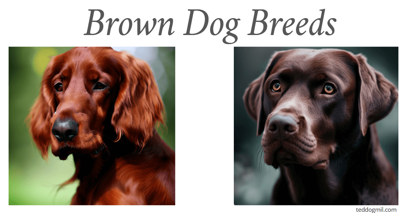 Brown Dog Breeds